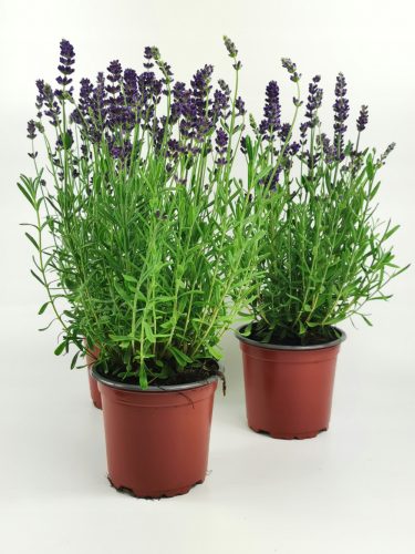 Lawenda Hidcote Blue - Set 12 kom Lavandula