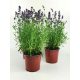 Lawenda Hidcote Blue - Set 12 kom Lavandula