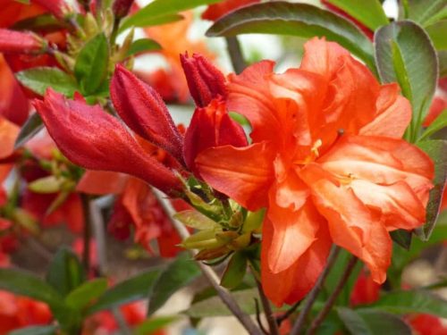 Sadnice azaleja Feuerköpfchen od crvene do boje marelice u posudi 0,5-1l 20-25 cm