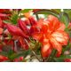 Sadnice azaleja Feuerköpfchen od crvene do boje marelice u posudi 0,5-1l 20-25 cm