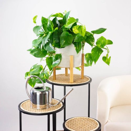 Epipremnum Aureum Zlatno Prugasto Puzavac u Posudi Ø 1-2 litre