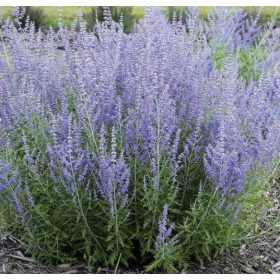  Lavanda ljubičasta, plava sadnica u posudi 1-2l 5 cm