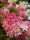 Hortenzija Buketna (Hydrangea paniculata)