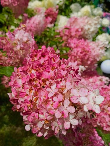 Hortenzija Buketna (Hydrangea paniculata)