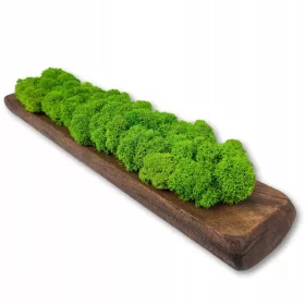 Dekorativna drvena saksija sa prirodnim mahovinom