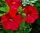 Hibiskus Bylinowy 'Luna RED' - Velike Sadnice