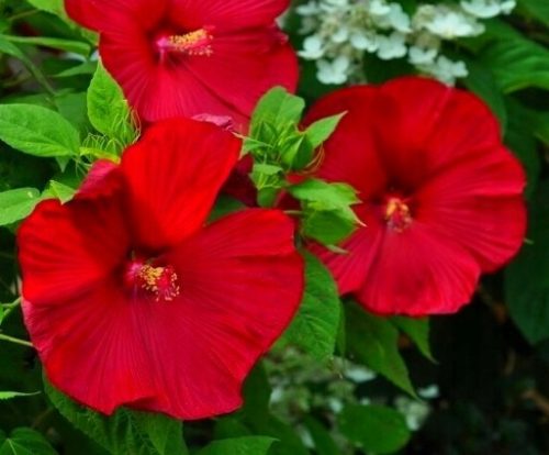 Hibiskus Bylinowy 'Luna RED' - Velike Sadnice