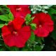 Hibiskus Bylinowy 'Luna RED' - Velike Sadnice