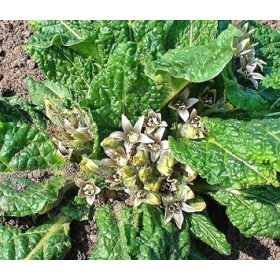  Sjemenke mandragore M. Officinarum