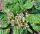  Sjemenke mandragore M. Officinarum