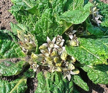  Sjemenke mandragore M. Officinarum