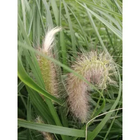 Japanska rozplinica Viridescens Pennisetum 3L