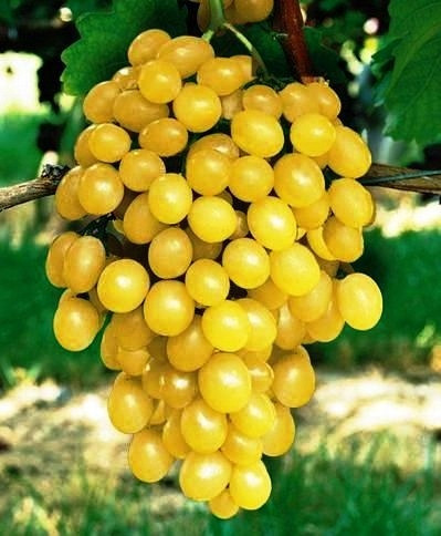  Vinova loza ARKADIA, sadnica u posudi od 2-3l, 40-60 cm