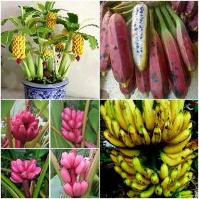  SJEMENKE Set BANANA SEEDS COLLECTION Banana 4 pak