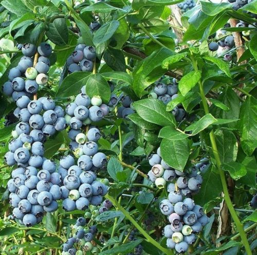  Sadnice borovnica i NELSON borovnica u posudi do 0,5l, 10-20 cm