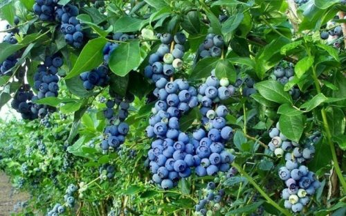 Borovnica Američka BLUECROP - Paket 10 sadnica