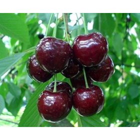  Trešnje REGINA, sadnica golog korijena, 130-150 cm