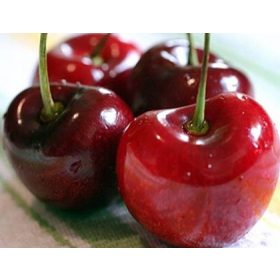  Stubaste trešnje Sylvia Sadnica golog korijena 70-120 cm