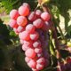  Sadnica vinove loze somerset u posudi od 1-2l, 40-60 cm