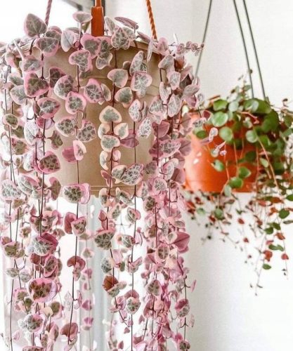 CEROPEGIA WOODII 'VARIEGATA' niz srca