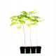  Maline i kupine Glade, Golden Queen, Jewel sadnica u kontejneru 0,5-1l 30-40 cm