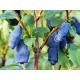 Blueberry Plants - Aurora Blueberry in Pot 1-2l, 15-50 cm