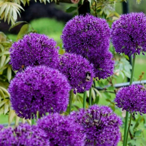  Allium Ukrasni češnjak Purple Rain 5 lukovica