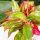 Aglaonema 'Crete Flame' - Ružičaste Latke