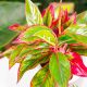 Aglaonema 'Crete Flame' - Ružičaste Latke