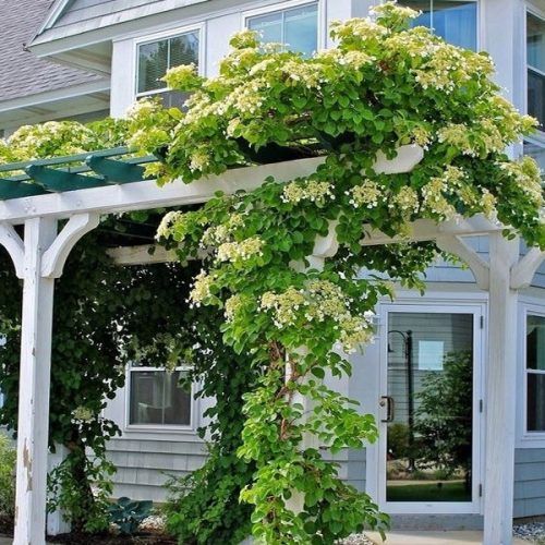 Hortenzija Petiolaris u posudi 2-3 litre, 35-45 cm