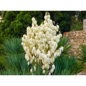  Vrtna juka CAROLIŃSKA zimzeleno PREKRASNO cvijeće