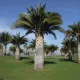  Palm Jubaea Chilensis sjeme, veliko sjeme