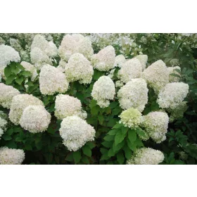   Hortenzija buketna 'Phantom' sadnica u posudi 2-3l, 10-100 cm