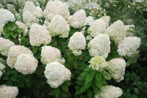 Hortenzija buketna 'Phantom' sadnica u posudi 2-3l, 10-100 cm