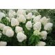 Hortenzija buketna 'Phantom' sadnica u posudi 2-3l, 10-100 cm