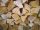 Limadrew Alder10