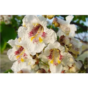 SURMIA ZWYCZAJNA – CATALPA BIGNONIOIDES SJEDNA P9