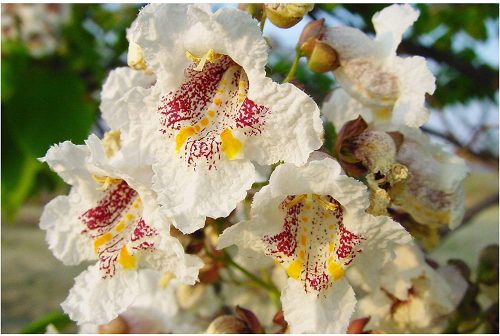 SURMIA ZWYCZAJNA – CATALPA BIGNONIOIDES SJEDNA P9