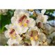 SURMIA ZWYCZAJNA – CATALPA BIGNONIOIDES SJEDNA P9