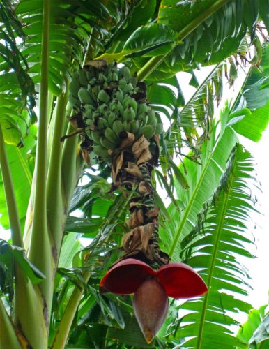 Divlja banana Musa Balbisiana sjemenke za uzgoj u vrtu Divlja banana, poznata i pod botaničkim nazivom Musa Balbisiana, je divlja vrsta banane koja potječe iz i