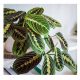 Fascinator Maranta u posudi od 0,5-1 l