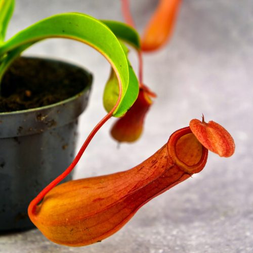 Nepenthes alata Winter Security za INSEKTE 9cm - Dzbanecznik skrzydlaty zaštita od insekata zimsko