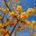Zimokwiat wczesny - Chimonanthus praecox