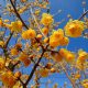 Zimokwiat wczesny - Chimonanthus praecox