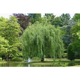 Wierzba bijela s lončanicom od 3-5l, 180-200 cm