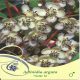Weiki M Actinidia, Mini Kiwi