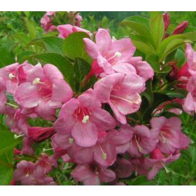   Ružičasti grmovi Cudotvorna Weigela, sadnice u posudi od 1-2l, visine 60-70 cm