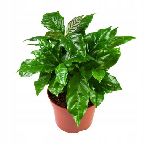 Kava Arabica Coffea Arabica u Posudi P12, Zelena Biljka