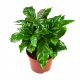 Kava Arabica Coffea Arabica u Posudi P12, Zelena Biljka