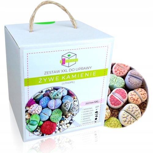  LIVING STONES LITHOPS GROWING KIT XXL POKLON